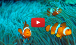 Unterwasservideos aus Bali