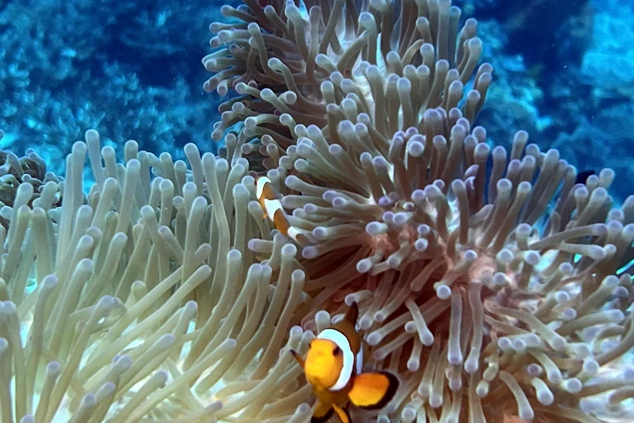 Clownfisch in seiner Anemone