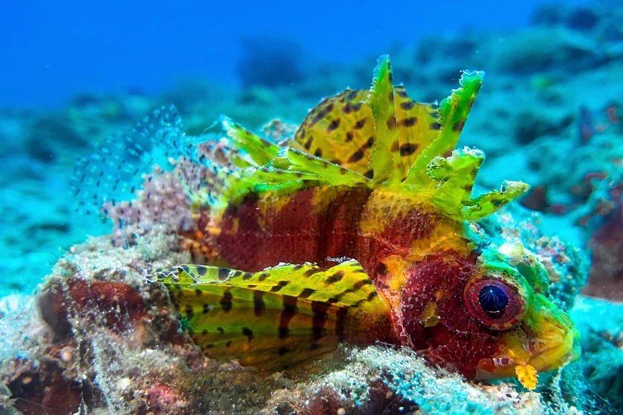Kleiner Skorpionfisch beim Makrotauchen