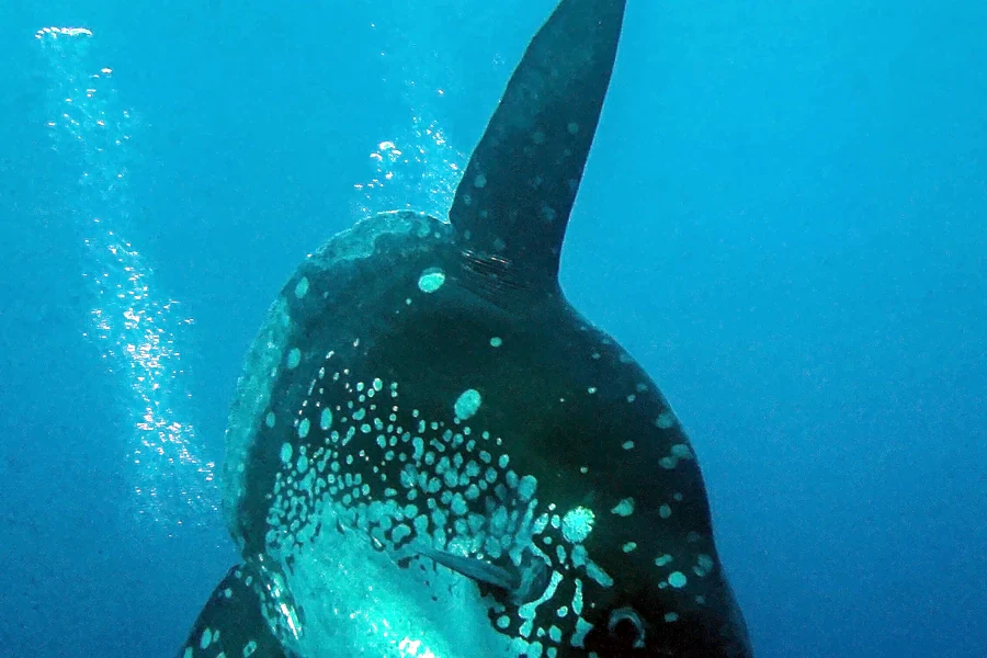Mola im blauen Wasser vor Bali