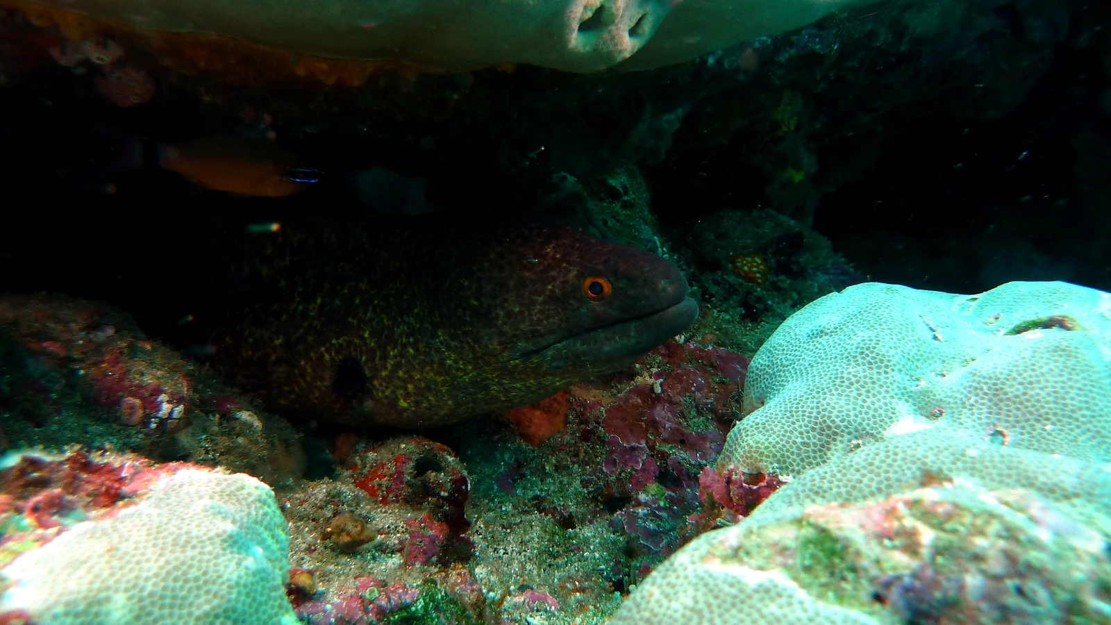 Manta Point & Nusa Penida: sicher und respektvoll tauchen