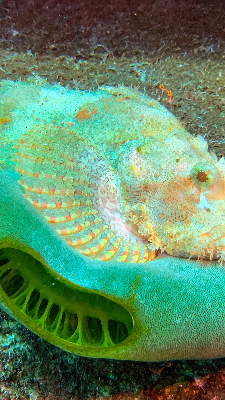 Unterwasserwelt am Tauchplatz Melasti Tulamben