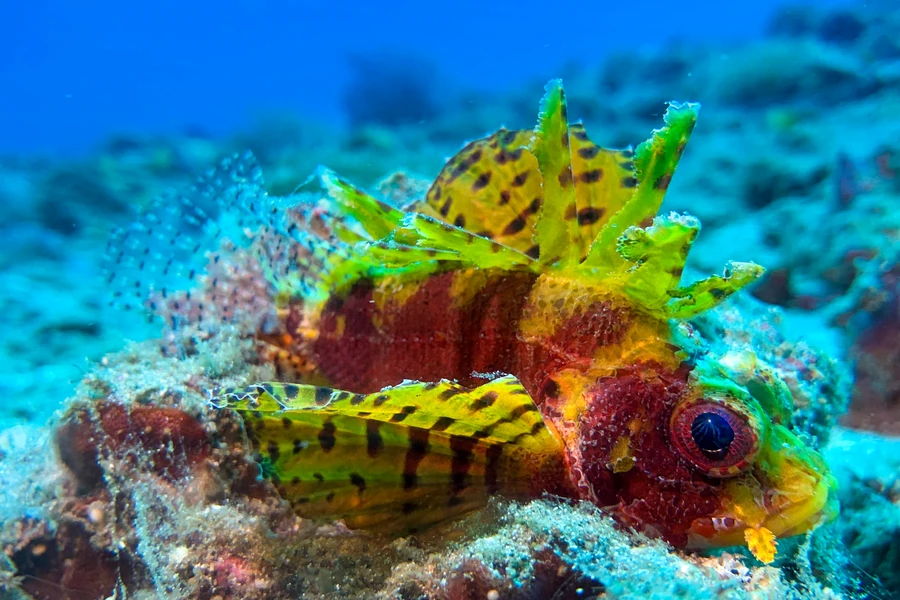 Gelber Blatt-Skorpionfisch als Makromotiv beim Tauchen auf Bali